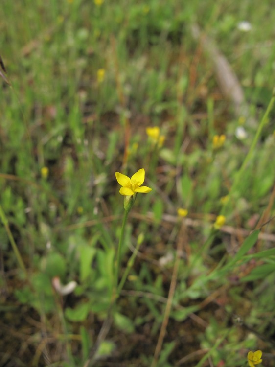 Cicendia filiformis